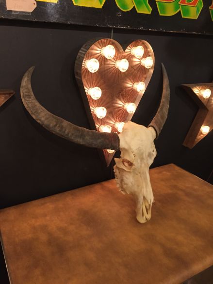 Buffalo Skull and Horns