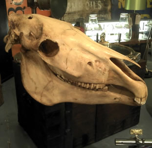Horses Skull on Stand