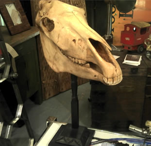 Horses Skull on Stand