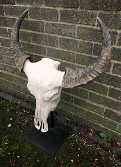 Steer Skull and Horns on Black Metal Stand